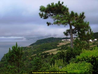 Parque florestal de Prainha. Costa sul da ilha do Pico. 