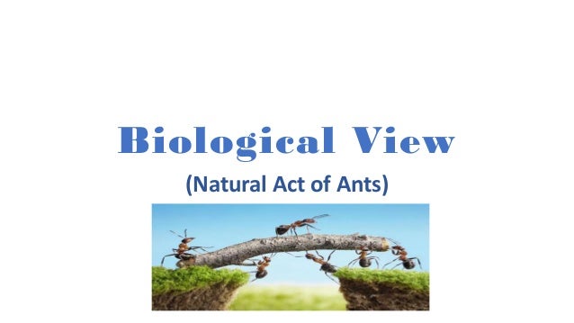 Ant colony optimization phd thesis