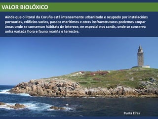 VALOR BIOLÓXICO
Aínda que o litoral da Coruña está intensamente urbanizado e ocupado por instalacións
portuarias, edificios varios, paseos marítimos e otras insfraestruturas podemos atopar
áreas onde se conservan hábitats de interese, en especial nos cantís, onde se conserva
unha variada flora e fauna mariña e terrestre.
Punta Eiras
 