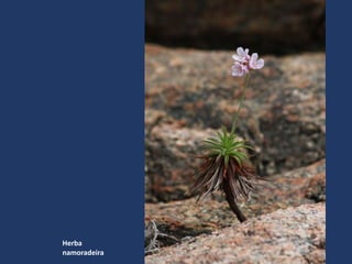 Herba
namoradeira
 