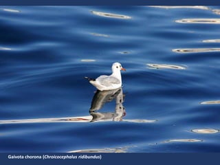 Gaivota chorona (Chroicocephalus ridibundus)
 