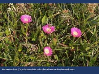 Herba do coitelo (Carpobrotus edulis) unha planta invasora de orixe surafricana
 