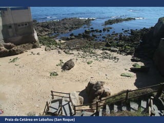 Praia da Cetárea en Labañou (San Roque)
 