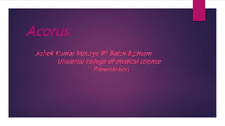 Acorus
Ashok Kumar Mourya 9th Batch B.pharm
Universal college of medical science
Presentation
 