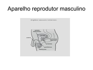 Aparelho reprodutor masculino 