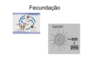 Fecundação 