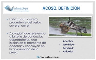 •Acechar 
•Identificar 
•Perseguir 
•Aniquilar 
•Latín cursus: carrera procedente del verbo currere: correr 
•Zoología hace referencia a la serie de conductas depredatoriasque inician en el momento de acechar y concluyen en la aniquilación de la presa. 
ACOSO. DEFINICIÓN  