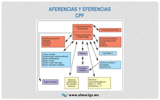 AFERENCIAS Y EFERENCIAS 
CPF  
