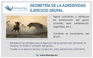 GEOMETRÍA DE LA AGRESIVIDADEJERCICIO GRUPAL 
•Establece las señales para el ejercicio de la protección territorial, el ataque, la huída ó sumisión del grupo. 
•Puede o no ejercer dichas conductas, pero siempre las administra. 
•Figuraconcentraydistribuyelossatisfactoresdelgrupo(comida,sexo,pertenencia, seguridad,etc.) 
•Contieneelcrecimientodelgrupo.  