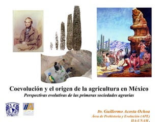 Coevolución y el origen de la agricultura en México
Perspectivas evolutivas de las primeras sociedades agrarias
Dr. Guillermo Acosta Ochoa
Área de Prehistoria y Evolución (APE)
IIA-UNAM .
 