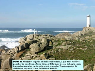 Punta do Roncudo, segundo os mariñeiros da zona, a que da os mellores
percebes do país. Entre a Punta Nariga e O Roncudo a costa é abrupta e case
inaccesible, con altos cantís onde se cría o percebe. Ten dous puntos de
acceso nas pequenas praias de Niñóns e A Barda.
 