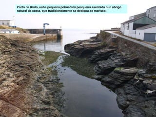 Porto de Rinlo, unha pequena poboación pesqueira asentada nun abrigo
natural da costa, que tradicionalmente se dedicou ao marisco.
 