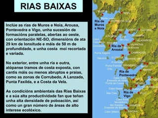 RIAS BAIXAS
Inclúe as rías de Muros e Noia, Arousa,
Pontevedra e Vigo, unha sucesión de
formacións paralelas, abertas ao oeste,
con orientación NE-SO, dimensións de ata
29 km de lonxitude e máis de 50 m de
profundidade, e unha costa moi recortada
e variada.
No exterior, entre unha ría e outra,
atópanse tramos de costa exposta, con
cantís máis ou menos abruptos e praias,
como as zonas de Corrubedo, A Lanzada,
Punta Faxilda, e a Costa da Vela.
As condicións ambientais das Rías Baixas
e a súa alta productividade fan que teñan
unha alta densidade de poboación, así
como un gran número de áreas de alto
interese ecolóxico.
 