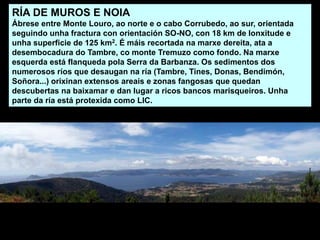 RÍA DE MUROS E NOIA
Ábrese entre Monte Louro, ao norte e o cabo Corrubedo, ao sur, orientada
seguindo unha fractura con orientación SO-NO, con 18 km de lonxitude e
unha superficie de 125 km2. É máis recortada na marxe dereita, ata a
desembocadura do Tambre, co monte Tremuzo como fondo. Na marxe
esquerda está flanqueda pola Serra da Barbanza. Os sedimentos dos
numerosos ríos que desaugan na ría (Tambre, Tines, Donas, Bendimón,
Soñora...) orixinan extensos areais e zonas fangosas que quedan
descubertas na baixamar e dan lugar a ricos bancos marisqueiros. Unha
parte da ría está protexida como LIC.
 