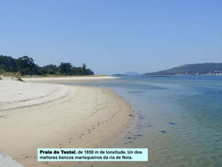 Praia do Testal, de 1850 m de lonxitude. Un dos
mellores bancos marisqueiros da ría de Noia.
 