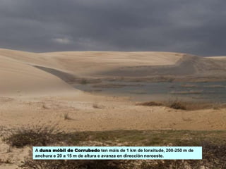 A duna móbil de Corrubedo ten máis de 1 km de lonxitude, 200-250 m de
anchura e 20 a 15 m de altura e avanza en dirección noroeste.
 