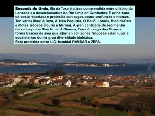Enseada do Umia, illa da Toxa é a área comprendida entre o istmo da
Lanzada e a desembocadura do Río Umia en Cambados. É unha zona
de costa recortada e protexida con augas pouco profundas e mornas.
Ten varias illas: A Toxa, A Toxa Pequena, O Beiró, Loraña, Bico da Ran
e illotes areosos (Tourís e Marma). A gran cantidade de sedimentos
deixados polos Ríos Umia, A Chanca, Francón, rego dos Mouros...
forma bancos de area que alternan con zonas fangosas e dan lugar a
ecosistemas dunha gran diversidade biolóxica.
Está protexida como LIC, humidal RAMSAR e ZEPA.
 