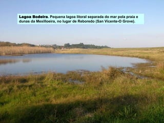 Lagoa Bodeira. Pequena lagoa litoral separada do mar pola praia e
dunas da Mexilloeira, no lugar de Reboredo (San Vicente-O Grove).
 