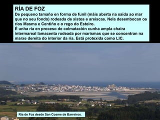 RÍA DE FOZ
De pequeno tamaño en forma de funil (máis aberta na saída ao mar
que no seu fondo) rodeada de xistos e areíscas. Nela desembocan os
ríos Masma e Centiño e o rego do Esteiro.
É unha ría en proceso de colmatación cunha ampla chaira
intermareal lamacenta rodeada por marismas que se concentran na
marxe dereita do interior da ría. Está protexida como LIC.
Ría de Foz desde San Cosme de Barreiros.
 