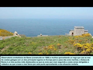 Observatorio ornitolóxico de Bares (construído en 1988) e muíños aproveitando un rego que cae ao mar.
As costas galegas son un dos principais lugares en Europa para o paso das aves mariñas, e Estaca de
Bares é un dos puntos máis destacados xa que as aves que voan seguindo a costa vense obrigadas a
rodeala e as que cruzan o mar fanno por este punto aproveitando a súa situación norteña.
 
