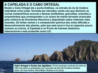 A CAPELADA E O CABO ORTEGAL
Desde o Cabo Ortegal ata a punta Ardilosa, na entrada da ría de Cedeira
esténdese unha costa formada por elevados cantís nos que dominan as
rochas metamórficas escuras e densas (anfibolitas, granulitas, ecloxitas e
serpentinitas) que corresponden a un anaco do manto terrestre arrancado
pola violencia da Oroxénese Hercínica e depositado sobre materiais máis
recentes. Os fortes ventos e a composición química dos solos dificulta o
desenvolvemento das plantas, polo que esta zona é rica en especies pouco
comúns ou únicas. A Capelada é un Punto de Interese Xeolóxico
internacional e está protexida como LIC.
Cabo Ortegal e Punta dos Aguillóns. Forma escarpes verticais de máis de
100 m de altura e prolóngase nun conxunto de illas Os Farallóns (Cabalo
Xoán, Os Tres Irmáns, Ínsua Maior, Rodicio e A Lonxa).
 