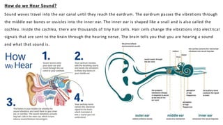 How do we Hear Sound?
Sound waves travel into the ear canal until they reach the eardrum. The eardrum passes the vibration...