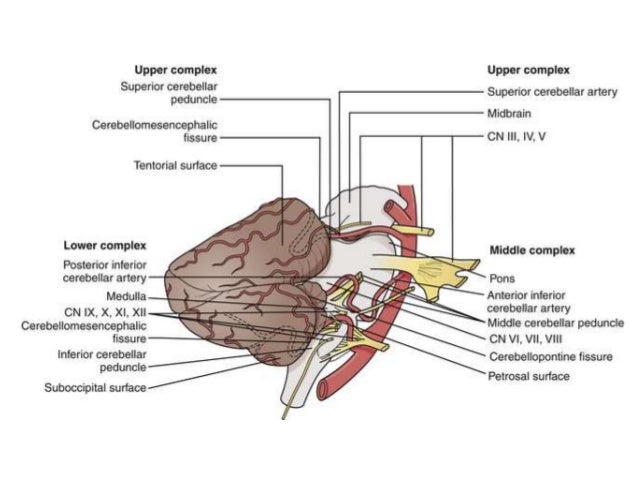 Australian fires Authorities urge mass evacuation