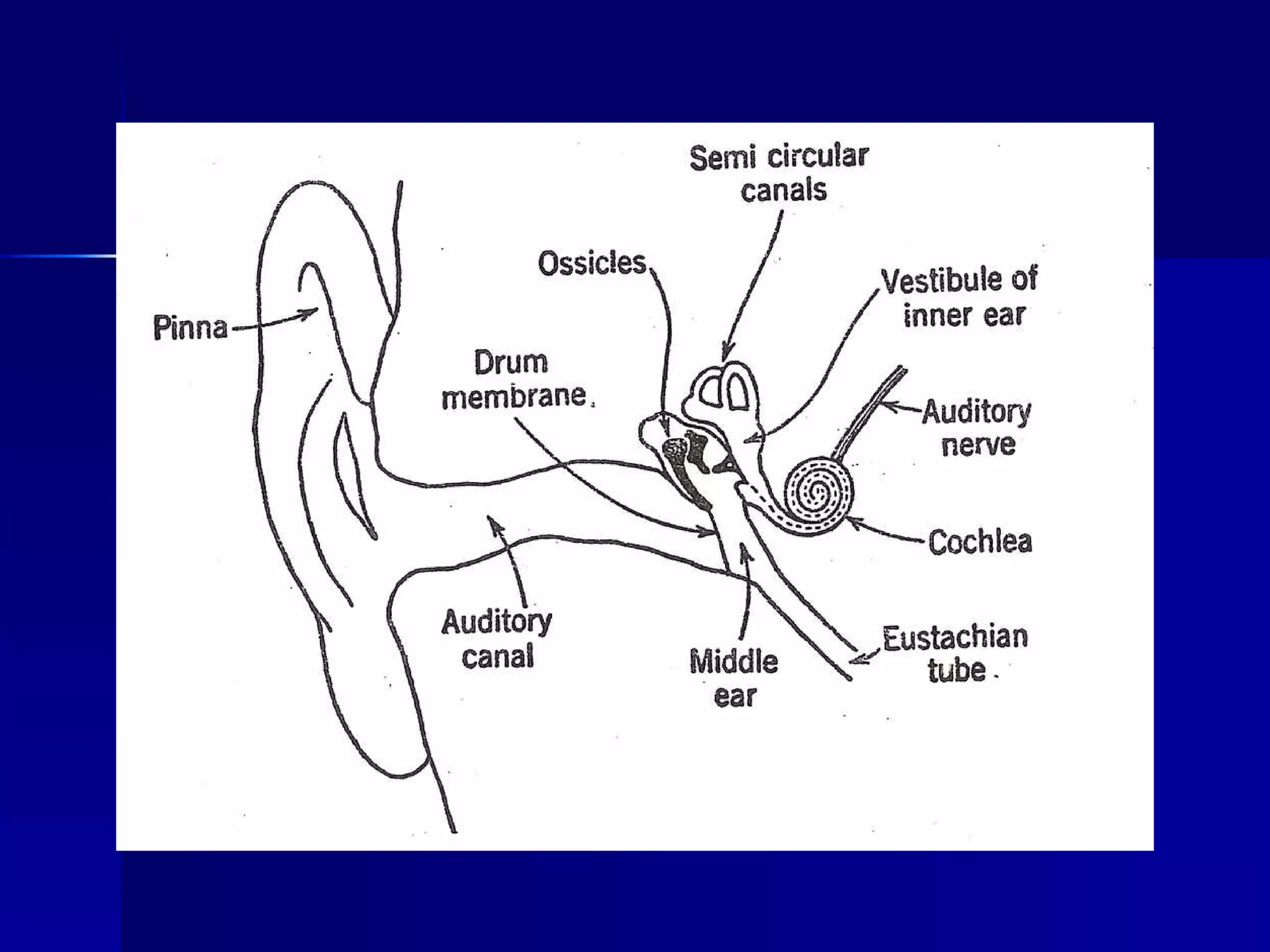 Ear Vertical Conduction Acoustics of the Ear: The Hearing Mechanism | PPT