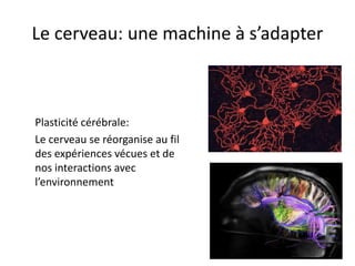 Le cerveau: une machine à s’adapter 
Plasticité cérébrale: 
Le cerveau se réorganise au fil des expériences vécues et de n...