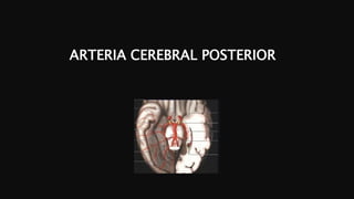 ARTERIA CEREBRAL POSTERIOR
 