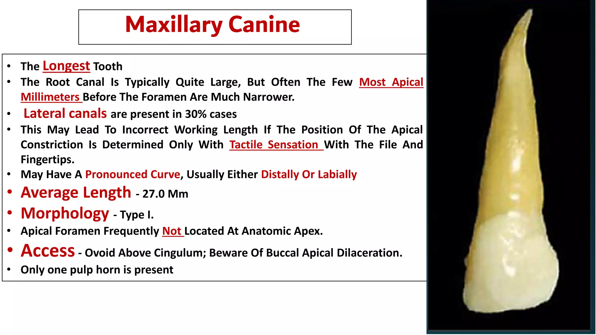 Maxillary Canine
• The Longest Tooth
• The Root Canal Is Typically Quite Large, But Often The Few Most Apical
Millimeters Before The Foramen Are Much Narrower.
• Lateral canals are present in 30% cases
• This May Lead To Incorrect Working Length If The Position Of The Apical
Constriction Is Determined Only With Tactile Sensation With The File And
Fingertips.
• May Have A Pronounced Curve, Usually Either Distally Or Labially
• Average Length - 27.0 Mm
• Morphology - Type I.
• Apical Foramen Frequently Not Located At Anatomic Apex.
• Access- Ovoid Above Cingulum; Beware Of Buccal Apical Dilaceration.
• Only one pulp horn is present
 