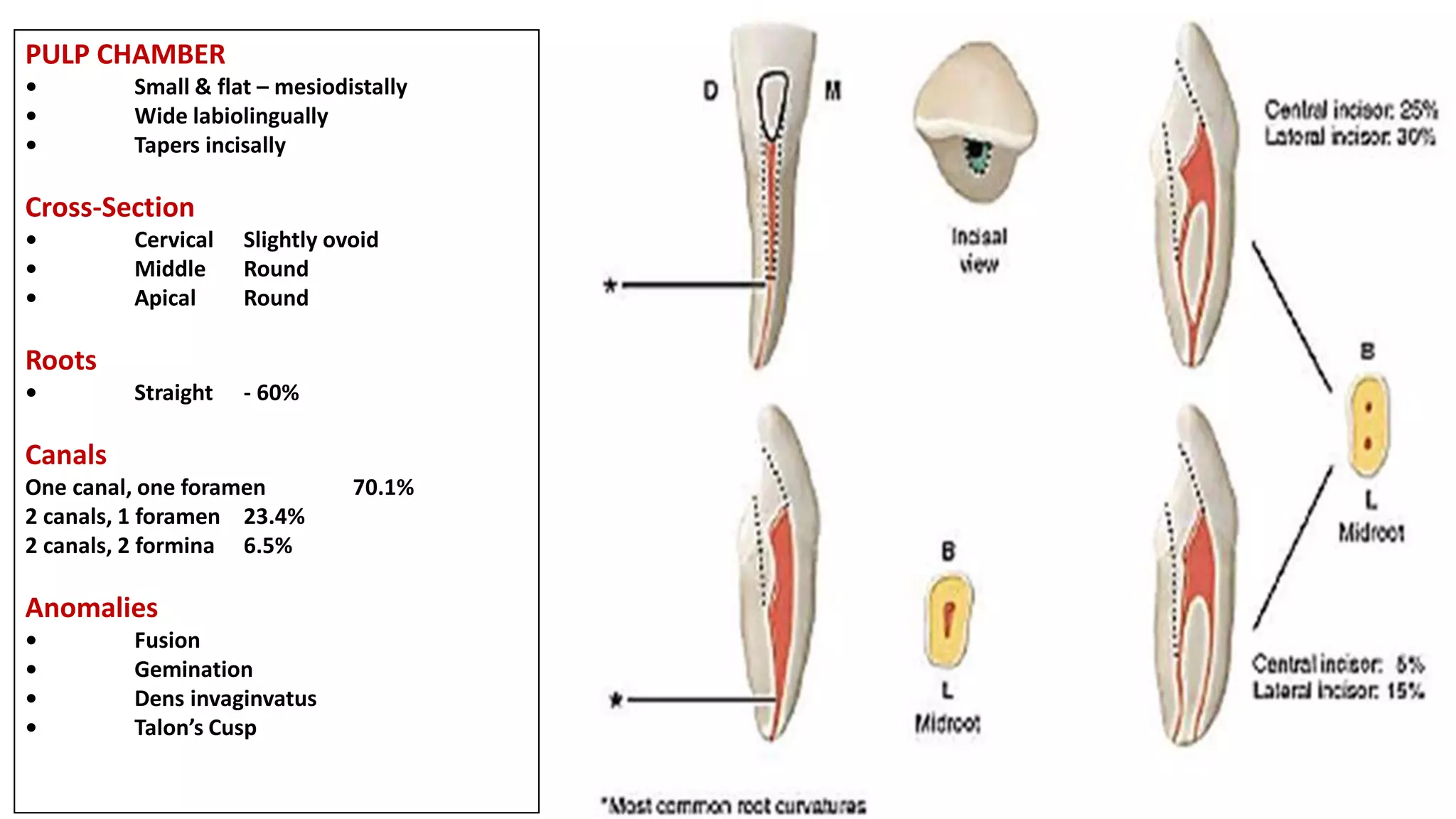 PULP CHAMBER
• Small & flat – mesiodistally
• Wide labiolingually
• Tapers incisally
Cross-Section
• Cervical Slightly ovoid
• Middle Round
• Apical Round
Roots
• Straight - 60%
Canals
One canal, one foramen 70.1%
2 canals, 1 foramen 23.4%
2 canals, 2 formina 6.5%
Anomalies
• Fusion
• Gemination
• Dens invaginvatus
• Talon’s Cusp
 