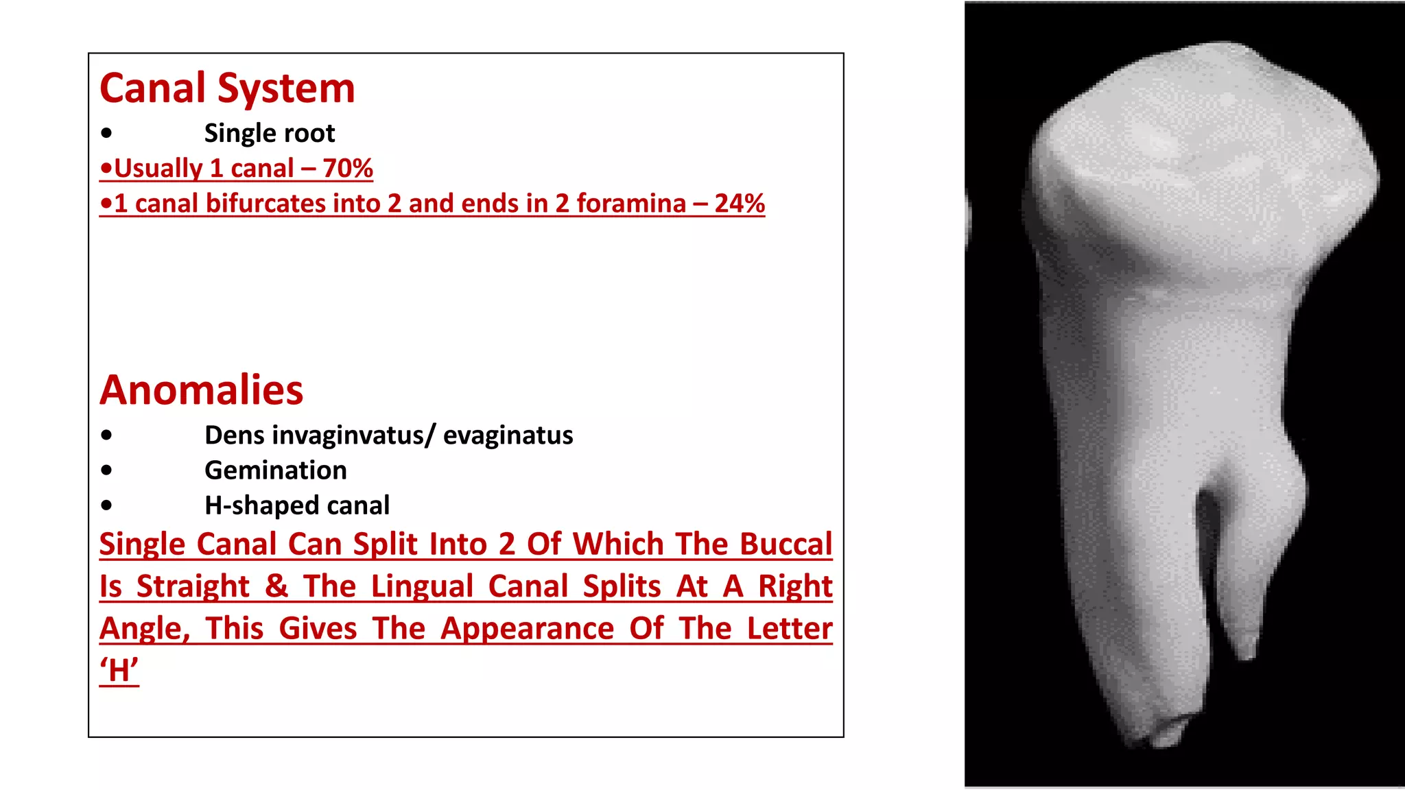 Canal System
• Single root
•Usually 1 canal – 70%
•1 canal bifurcates into 2 and ends in 2 foramina – 24%
Anomalies
• Dens invaginvatus/ evaginatus
• Gemination
• H-shaped canal
Single Canal Can Split Into 2 Of Which The Buccal
Is Straight & The Lingual Canal Splits At A Right
Angle, This Gives The Appearance Of The Letter
‘H’
 