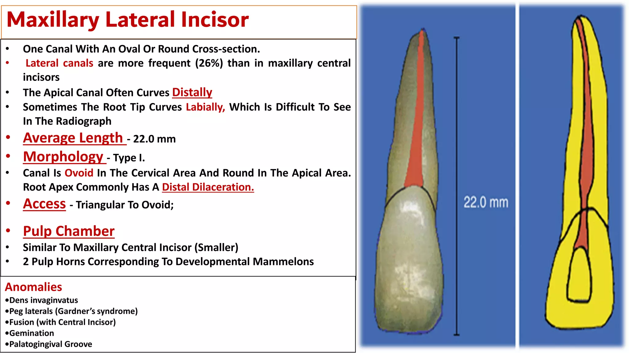 Maxillary Lateral Incisor
• One Canal With An Oval Or Round Cross-section.
• Lateral canals are more frequent (26%) than in maxillary central
incisors
• The Apical Canal Often Curves Distally
• Sometimes The Root Tip Curves Labially, Which Is Difficult To See
In The Radiograph
• Average Length - 22.0 mm
• Morphology - Type I.
• Canal Is Ovoid In The Cervical Area And Round In The Apical Area.
Root Apex Commonly Has A Distal Dilaceration.
• Access - Triangular To Ovoid;
• Pulp Chamber
• Similar To Maxillary Central Incisor (Smaller)
• 2 Pulp Horns Corresponding To Developmental Mammelons
Anomalies
•Dens invaginvatus
•Peg laterals (Gardner’s syndrome)
•Fusion (with Central Incisor)
•Gemination
•Palatogingival Groove
 