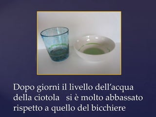 Dopo giorni il livello dell’acqua
della ciotola si è molto abbassato
rispetto a quello del bicchiere
 