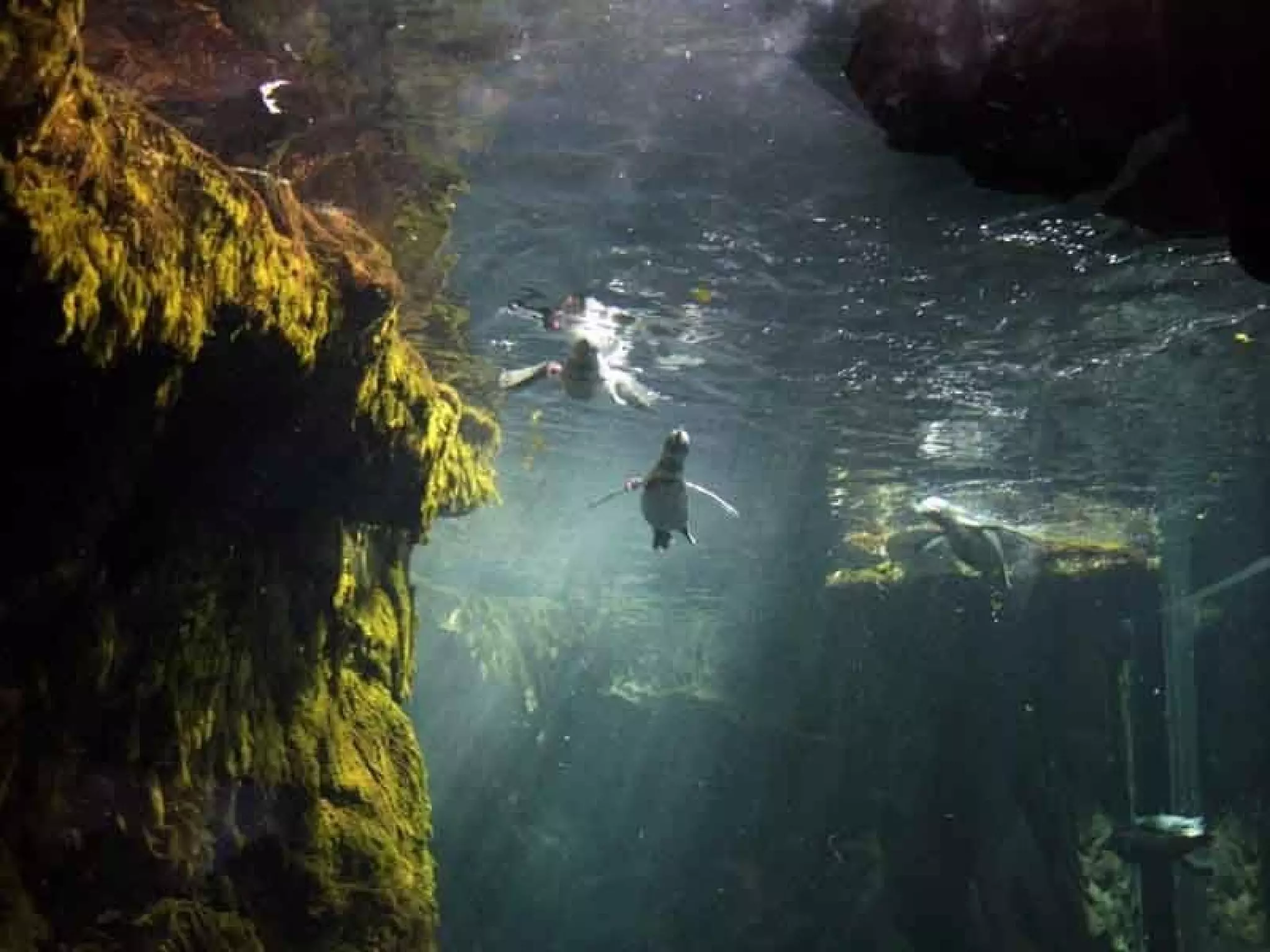 Acquario Di Genova | PPS
