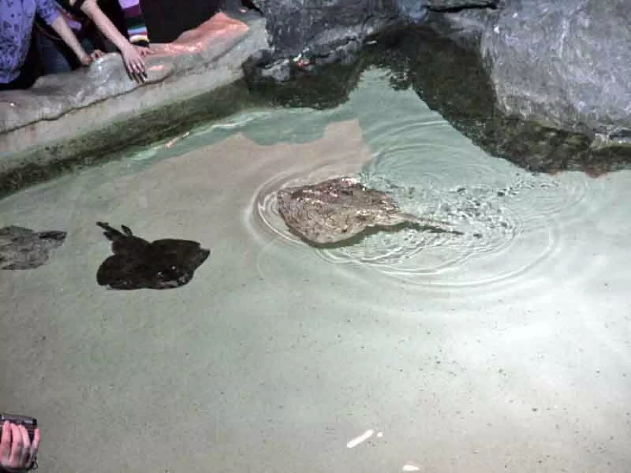 Acquario Di Genova | PPS