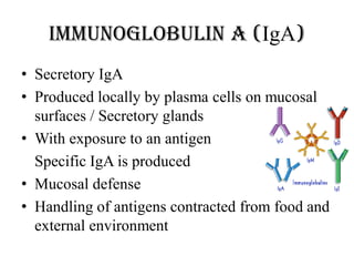 Immunoglobulin A (IgA)
• Secretory IgA
• Produced locally by plasma cells on mucosal
surfaces / Secretory glands
• With exposure to an antigen
Specific IgA is produced
• Mucosal defense
• Handling of antigens contracted from food and
external environment
 