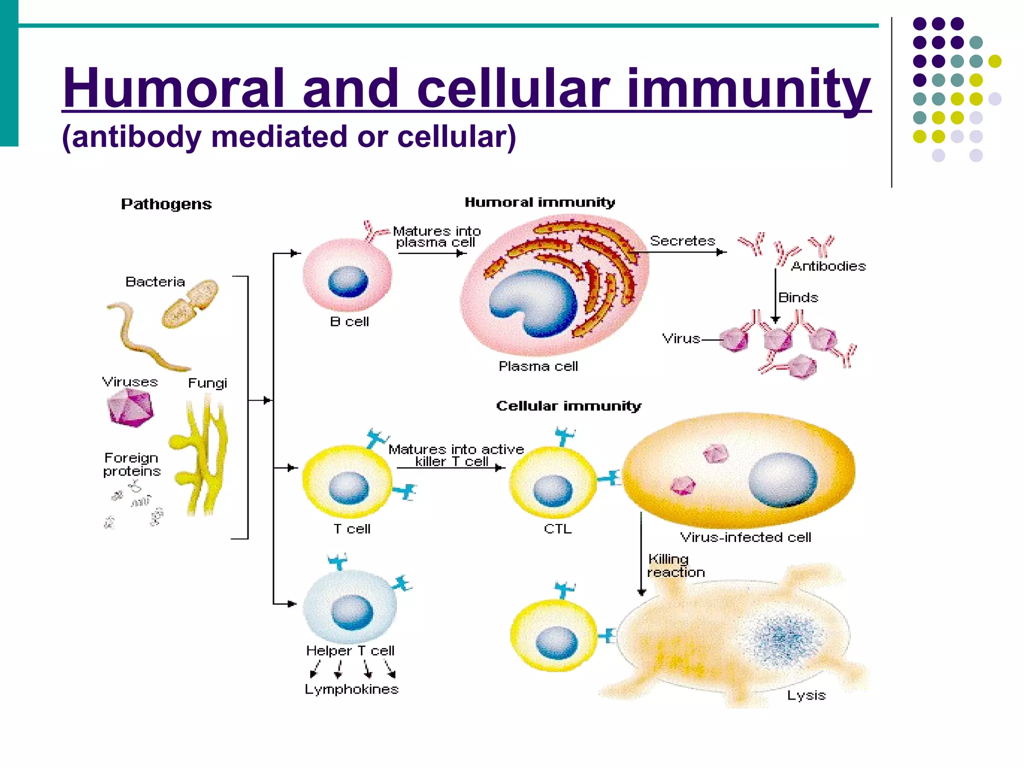 Humoral and cellular immunity   (antibody mediated or cellular) 
