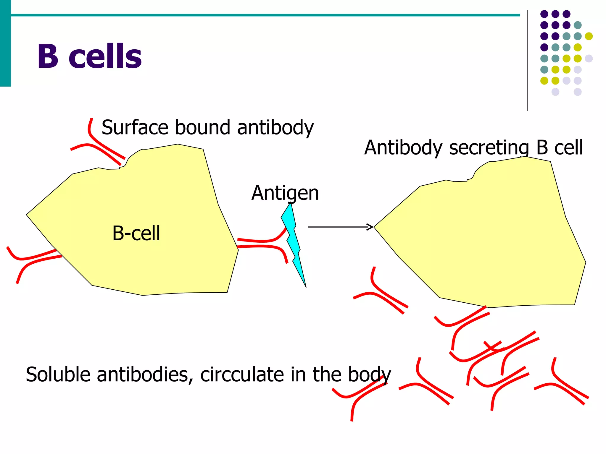 B cells B-cell Surface bound antibody Antigen Antibody secreting B cell Soluble antibodies, circculate in the body 