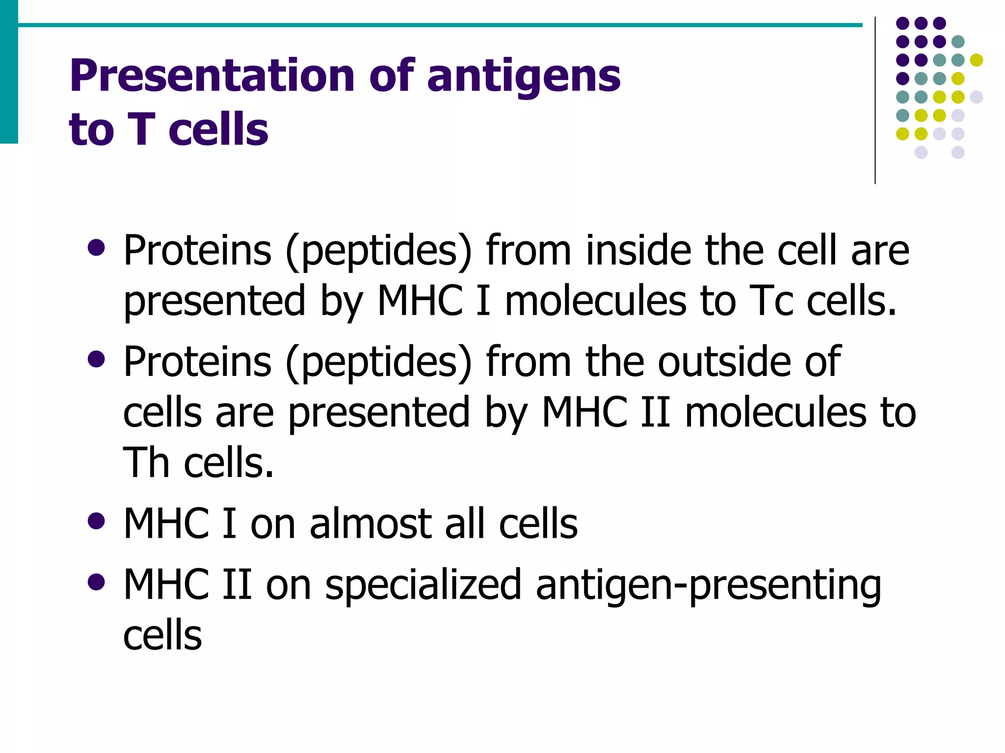 Presentation of antigens  to T cells Proteins (peptides) from inside the cell are presented by MHC I molecules to Tc cells. Proteins (peptides) from the outside of cells are presented by MHC II molecules to Th cells. MHC I on almost all cells MHC II on specialized antigen-presenting cells 