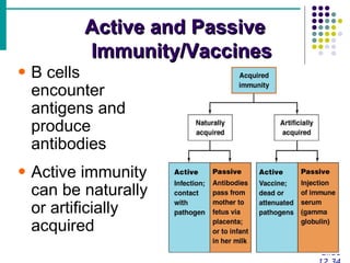 Active and Passive Immunity/Vaccines Slide 12.34 B cells encounter antigens and produce antibodies Active immunity can be naturally or artificially acquired 
