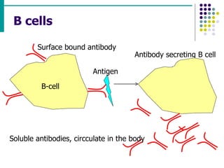 B cells B-cell Surface bound antibody Antigen Antibody secreting B cell Soluble antibodies, circculate in the body 