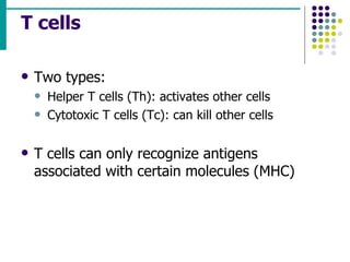 T cells Two types: Helper T cells (Th): activates other cells Cytotoxic T cells (Tc): can kill other cells T cells can only recognize antigens associated with certain molecules (MHC) 