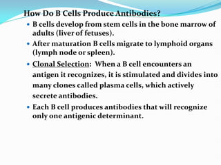 How Do B Cells Produce Antibodies?
 B cells develop from stem cells in the bone marrow of
adults (liver of fetuses).
 After maturation B cells migrate to lymphoid organs
(lymph node or spleen).
 Clonal Selection: When a B cell encounters an
antigen it recognizes, it is stimulated and divides into
many clones called plasma cells, which actively
secrete antibodies.
 Each B cell produces antibodies that will recognize
only one antigenic determinant.
 