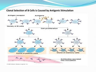 Clonal Selection of B Cells is Caused by Antigenic Stimulation
 