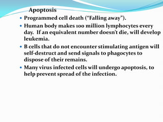 Apoptosis
 Programmed cell death (“Falling away”).
 Human body makes 100 million lymphocytes every
day. If an equivalent number doesn’t die, will develop
leukemia.
 B cells that do not encounter stimulating antigen will
self-destruct and send signals to phagocytes to
dispose of their remains.
 Many virus infected cells will undergo apoptosis, to
help prevent spread of the infection.
 
