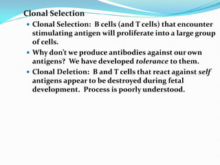 Clonal Selection
 Clonal Selection: B cells (and T cells) that encounter
stimulating antigen will proliferate into a large group
of cells.
 Why don’t we produce antibodies against our own
antigens? We have developed tolerance to them.
 Clonal Deletion: B and T cells that react against self
antigens appear to be destroyed during fetal
development. Process is poorly understood.
 