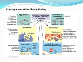 Consequences of Antibody Binding
 