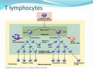 T lymphocytes
 